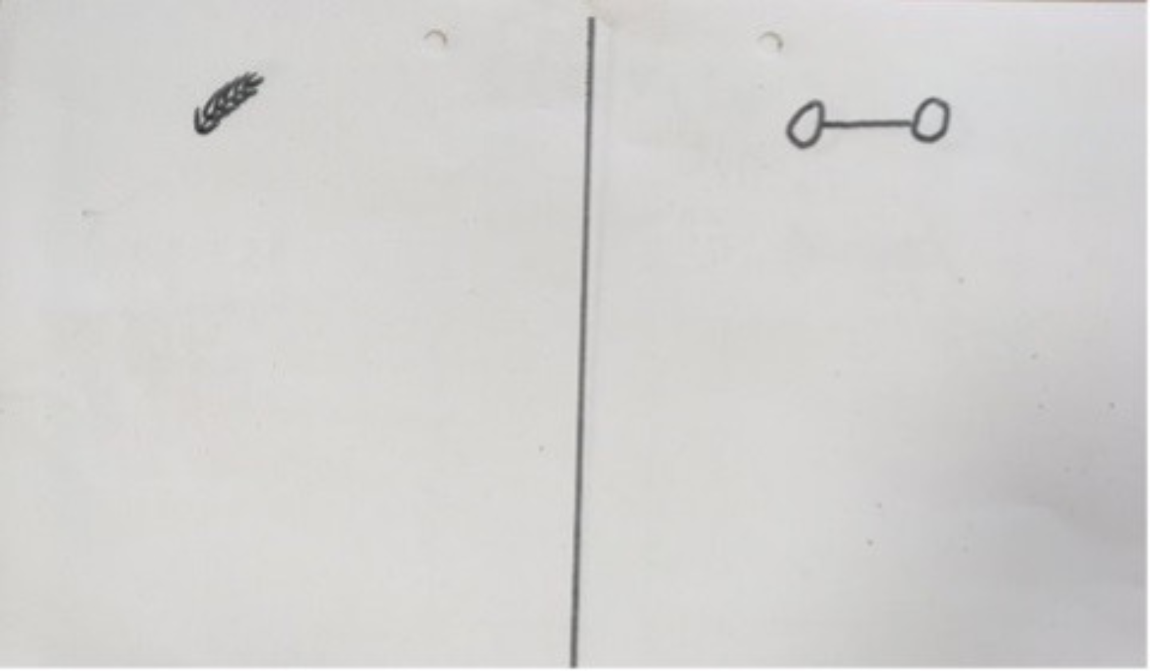 A piece of paper with a line drawn down the middle. On one side of the line is a simple drawing that resembles a feather or perhaps a stalk of wheat. On the other side of the line is a simple drawing of two circles joined by a line, that resembles a dumbbell.